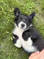 Ashley, a female Australian Shepherd and Bernese Mountain Dog for sale in Chesterfield, MI – 6 of 9