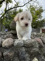 Casper, a male Pomeranian and Poodle - Miniature  for sale in Chesterfield, MI – 3 of 10