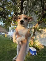 Jimmy, a male Jack Russell Terrier and Chihuahua for sale in Chesterfield, MI – 3 of 10