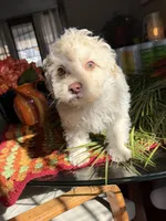 casper, a male Pomeranian and Poodle - Miniature  for sale in Chesterfield, MI – 2 of 9