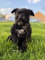 Brutus , a male Australian Cattle Dog and Poodle - Miniature  for sale in Chesterfield, MI – 8 of 10