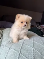 Rico fuz, a male Pomeranian for sale in Chesterfield, MI – 9 of 10