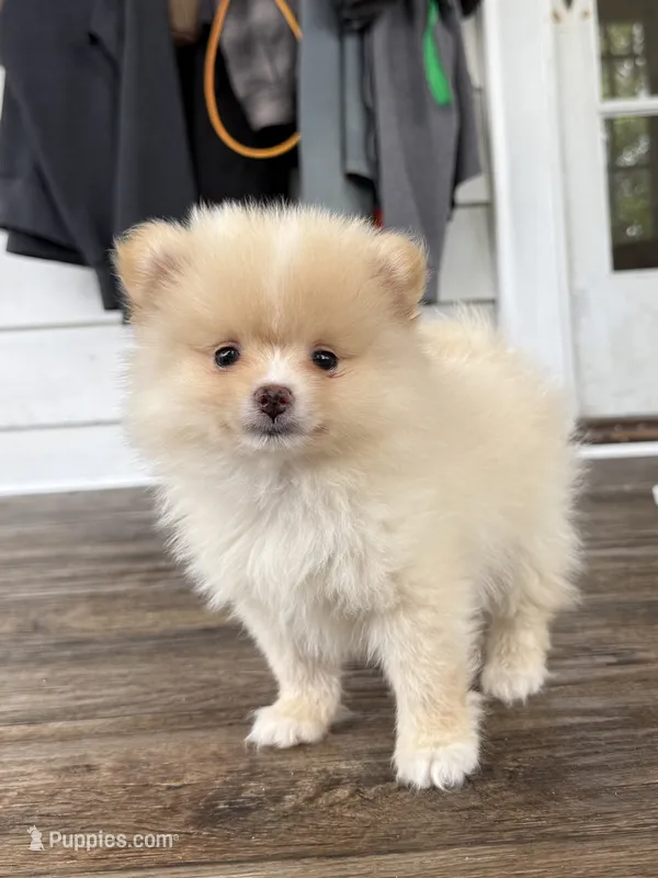 Rico fuz – Pomeranian puppy for sale in Chesterfield, MI
