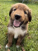 Bruno, a male Collie and German Shepherd Dog for sale in Chesterfield, MI – 6 of 10