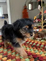 Snickers, a female Yorkshire Terrier and Toy Australian Shepherd for sale in Chesterfield, MI – 4 of 10