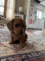 Birdy, a female Beagle and Dachshund for sale in Chesterfield, MI – Photo 2 of 6