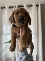 Birdy, a female Beagle and Dachshund for sale in Chesterfield, MI – Photo 3 of 6