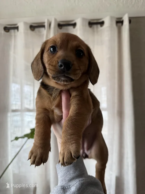 Birdy – Beagle, Dachshund puppy for sale in Chesterfield, MI