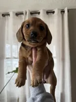 Birdy, a female Beagle and Dachshund for sale in Chesterfield, MI – Photo 1 of 6