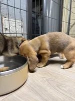 Birdy, a female Beagle and Dachshund for sale in Chesterfield, MI – Photo 5 of 6