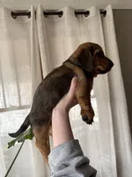 Birdy, a female Beagle and Dachshund for sale in Chesterfield, MI – Photo 4 of 6