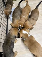 Birdy, a female Beagle and Dachshund for sale in Chesterfield, MI – Photo 6 of 6