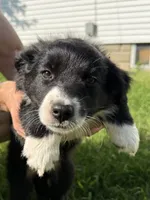 Australian shepherd mix puppy female , a female Australian Shepherd and Bernese Mountain Dog for sale in Chesterfield, MI – 4 of 9
