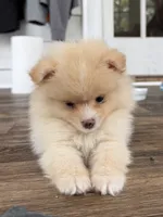 Rico fuz, a male Pomeranian for sale in Chesterfield, MI – 2 of 10