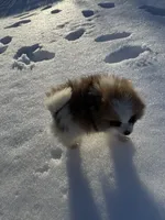 Male Pomeranian puppy, a male Pomeranian for sale in Chesterfield, MI – Photo 10 of 10