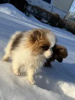 Male Pomeranian puppy, a male Pomeranian for sale in Chesterfield, MI – Photo 2 of 10