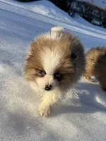 Male Pomeranian puppy, a male Pomeranian for sale in Chesterfield, MI – Photo 4 of 10