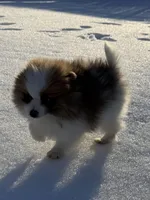 Male Pomeranian puppy, a male Pomeranian for sale in Chesterfield, MI – Photo 3 of 10