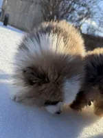 Male Pomeranian puppy, a male Pomeranian for sale in Chesterfield, MI – Photo 5 of 10