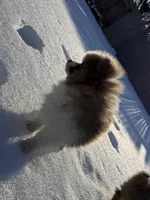 Male Pomeranian puppy, a male Pomeranian for sale in Chesterfield, MI – Photo 6 of 10