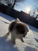 Male Pomeranian puppy, a male Pomeranian for sale in Chesterfield, MI – Photo 7 of 10