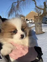Male Pomeranian puppy, a male Pomeranian for sale in Chesterfield, MI – Photo 1 of 10