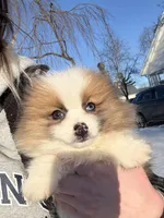 Male Pomeranian puppy, a male Pomeranian for sale in Chesterfield, MI – Photo 8 of 10