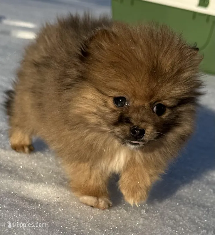 Male Pomeranian puppy