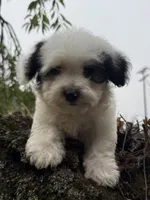 Otto, a male Poodle - Miniature  for sale in Chesterfield, MI – 4 of 10