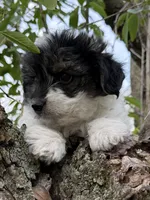 Snoopy, a male Yorkshire Terrier for sale in Chesterfield, MI – 7 of 9