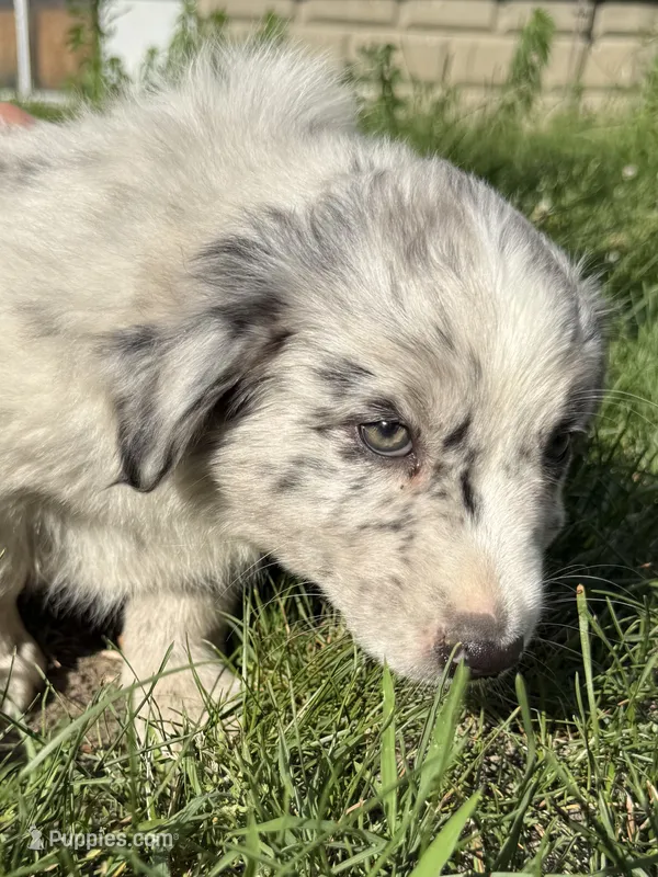 Echo – Australian Shepherd, Bernese Mountain Dog puppy for sale in Chesterfield, MI