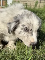 Echo, a female Australian Shepherd and Bernese Mountain Dog for sale in Chesterfield, MI – 1 of 8