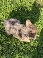 Saint, a male Yorkshire Terrier and Toy Australian Shepherd for sale in Chesterfield, MI – 5 of 9