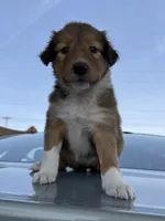Dolly, a female Collie and German Shepherd Dog for sale in Chesterfield, MI – 3 of 7