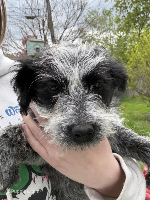 Lela – Australian Cattle Dog, Poodle - Miniature  puppy for sale in Chesterfield, MI