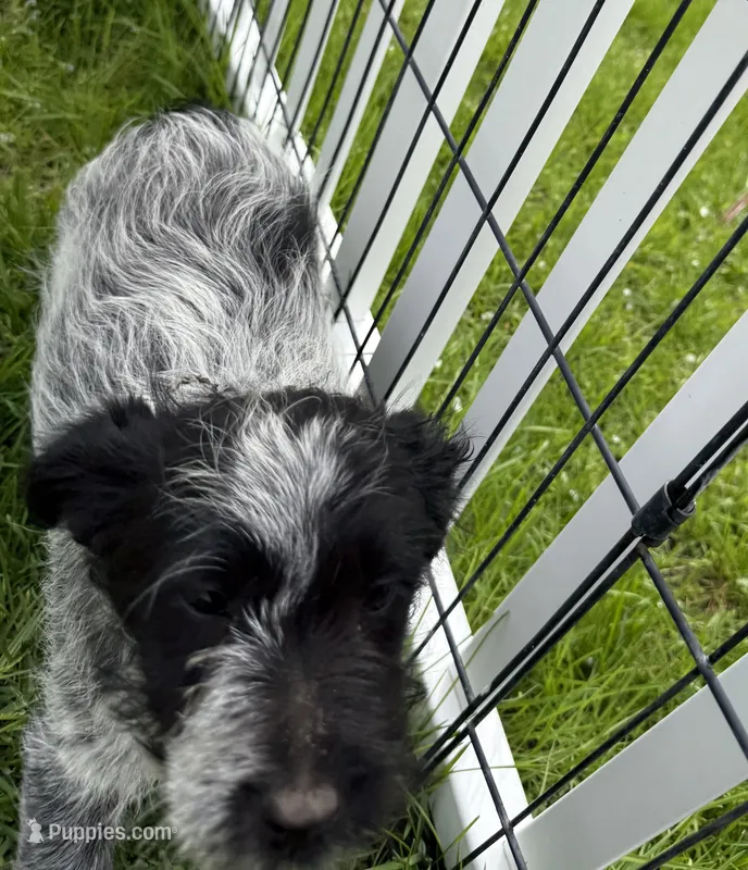 Lela – Australian Cattle Dog, Poodle - Miniature  puppy for sale in Chesterfield, MI