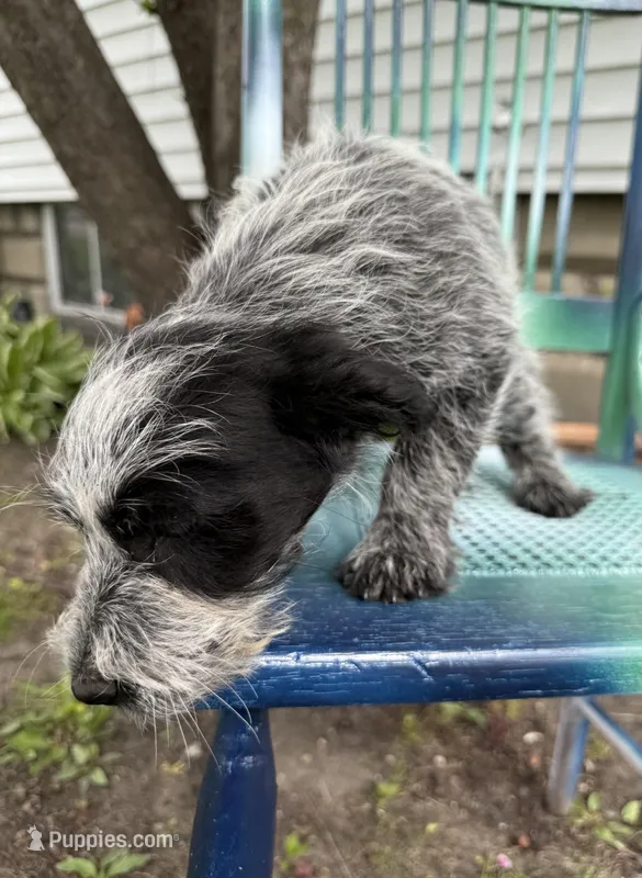 Lela – Australian Cattle Dog, Poodle - Miniature  puppy for sale in Chesterfield, MI