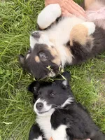 Australian shepherd mix puppy female , a female Australian Shepherd and Bernese Mountain Dog for sale in Chesterfield, MI – 8 of 9