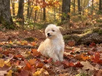 Casper, a male Pomeranian and Poodle - Miniature  for sale in Chesterfield, MI – 10 of 10