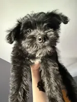 Brutus , a male Australian Cattle Dog and Poodle - Miniature  for sale in Chesterfield, MI – 3 of 10