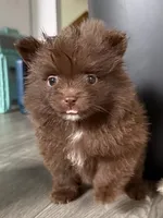 Bentley fuzBunz, a male Pomeranian for sale in Chesterfield, MI – 3 of 10