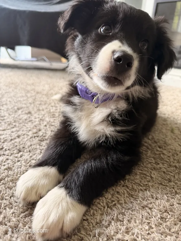 Australian shepherd mix puppy female  – Australian Shepherd, Bernese Mountain Dog puppy for sale in Chesterfield, MI