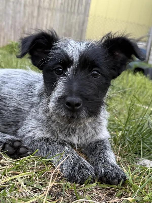 Lela – Australian Cattle Dog, Poodle - Miniature  puppy for sale in Chesterfield, MI