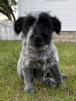 Sammy, a female Australian Cattle Dog and Poodle - Miniature  for sale in Chesterfield, MI – 3 of 10