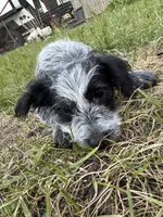 Sammy, a female Australian Cattle Dog and Poodle - Miniature  for sale in Chesterfield, MI – 7 of 10