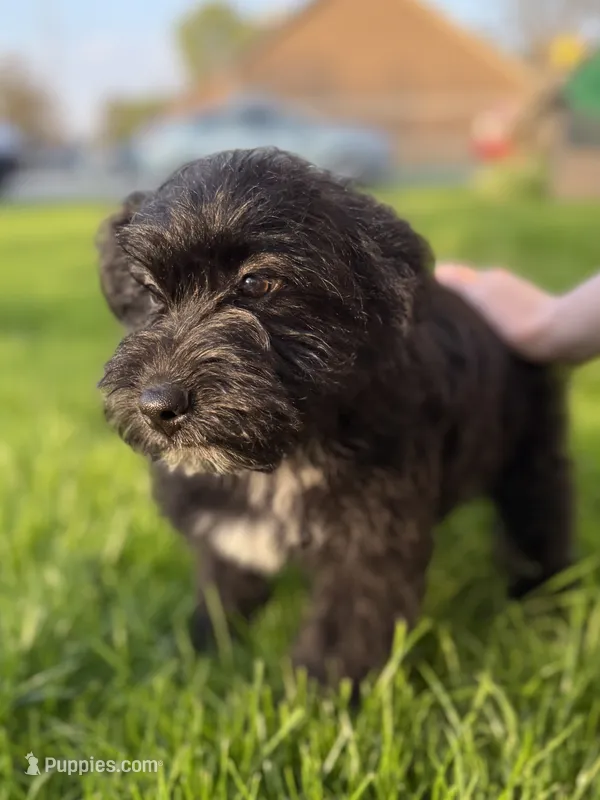 Brutus  – Australian Cattle Dog, Poodle - Miniature  puppy for sale in Chesterfield, MI