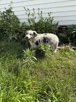 Echo, a female Australian Shepherd and Bernese Mountain Dog for sale in Chesterfield, MI – 7 of 8