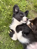 Australian shepherd mix puppy female , a female Australian Shepherd and Bernese Mountain Dog for sale in Chesterfield, MI – 3 of 9