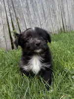 Baby toothless, a male Australian Shepherd and Yorkshire Terrier for sale in Chesterfield, MI – 6 of 10