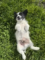Doug, a male Chihuahua and Yorkshire Terrier for sale in Chesterfield, MI – 4 of 6